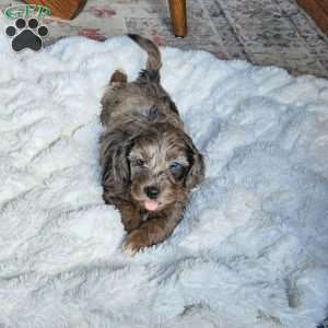 Bluey F1B, Mini Aussiedoodle Puppy