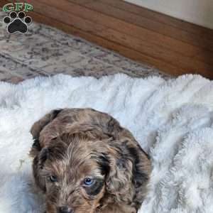 Bluey F1B, Mini Aussiedoodle Puppy