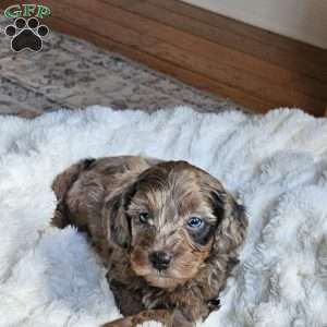 Bluey F1B, Mini Aussiedoodle Puppy