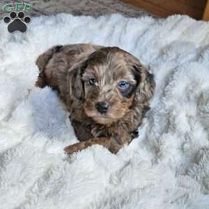 Bluey F1B, Mini Aussiedoodle Puppy