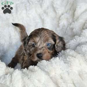 Bluey F1B, Mini Aussiedoodle Puppy