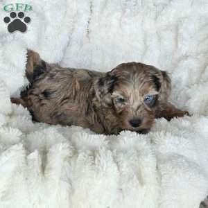 Bluey F1B, Mini Aussiedoodle Puppy