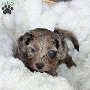 Bluey F1B, Mini Aussiedoodle Puppy