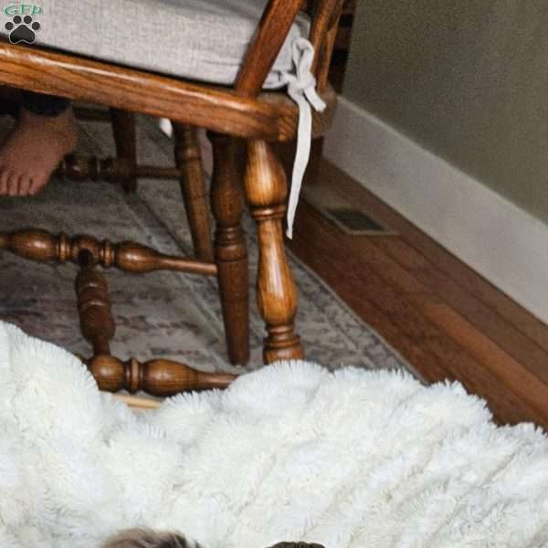 Bluey F1B, Mini Aussiedoodle Puppy