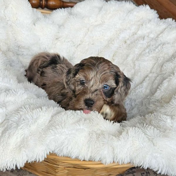 Bluey F1B, Mini Aussiedoodle Puppy
