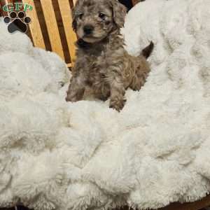 Pepples F1B, Mini Aussiedoodle Puppy