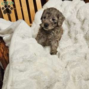Pepples F1B, Mini Aussiedoodle Puppy