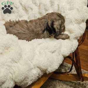 Pepples F1B, Mini Aussiedoodle Puppy