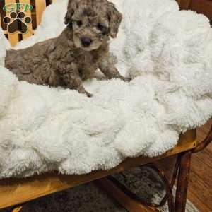 Pepples F1B, Mini Aussiedoodle Puppy