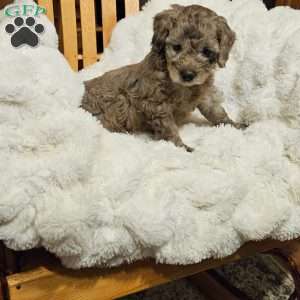 Pepples F1B, Mini Aussiedoodle Puppy