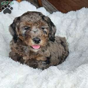 Slate F1B, Mini Aussiedoodle Puppy