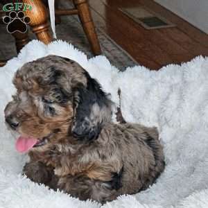 Slate F1B, Mini Aussiedoodle Puppy