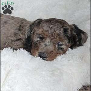Slate F1B, Mini Aussiedoodle Puppy