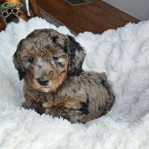 Slate F1B, Mini Aussiedoodle Puppy