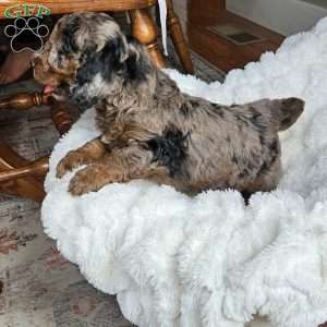 Slate F1B, Mini Aussiedoodle Puppy
