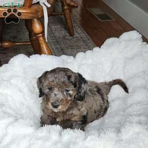 Slate F1B, Mini Aussiedoodle Puppy