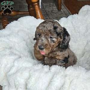 Slate F1B, Mini Aussiedoodle Puppy