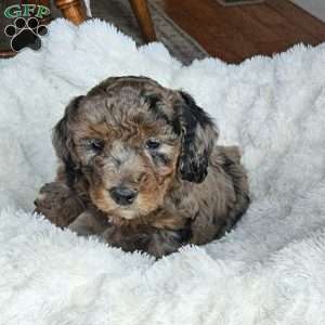 Slate F1B, Mini Aussiedoodle Puppy