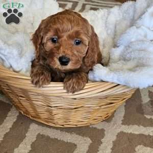Lilly F1B, Mini Goldendoodle Puppy