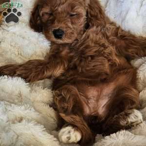 Lilly F1B, Mini Goldendoodle Puppy