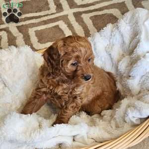Lilly F1B, Mini Goldendoodle Puppy