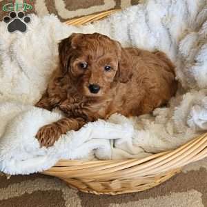 Lilly F1B, Mini Goldendoodle Puppy