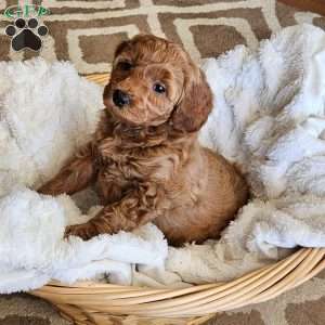 Lilly F1B, Mini Goldendoodle Puppy
