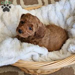 Lilly F1B, Mini Goldendoodle Puppy