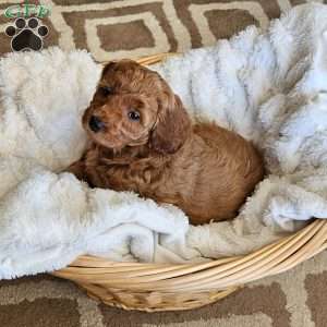 Lilly F1B, Mini Goldendoodle Puppy