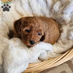 Lilly F1B, Mini Goldendoodle Puppy