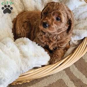 Lilly F1B, Mini Goldendoodle Puppy