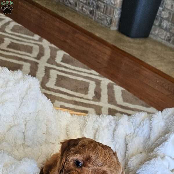 Lilly F1B, Mini Goldendoodle Puppy