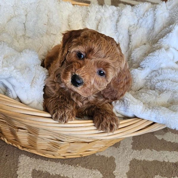 Lilly F1B, Mini Goldendoodle Puppy