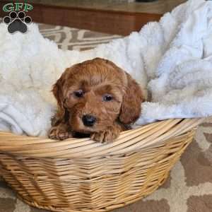 Lilly F1B, Mini Goldendoodle Puppy