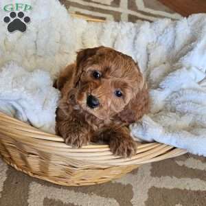 Lilly F1B, Mini Goldendoodle Puppy