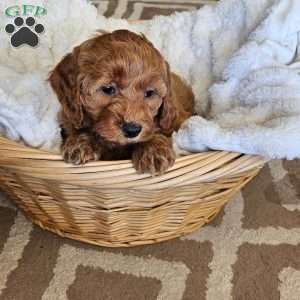 Lilly F1B, Mini Goldendoodle Puppy