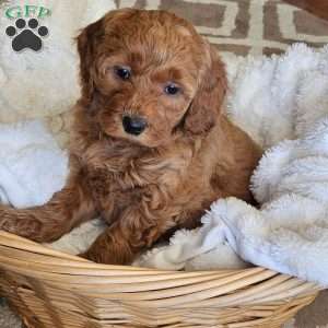 Lilly F1B, Mini Goldendoodle Puppy