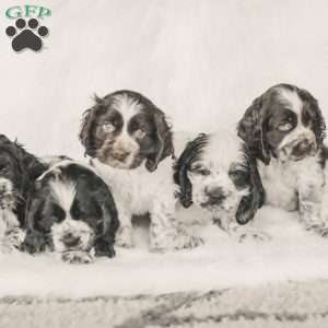 Mona, Cocker Spaniel Puppy