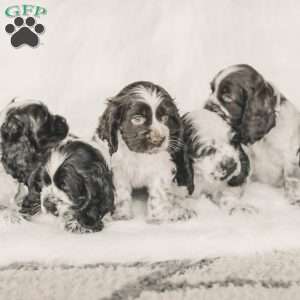 Mo, Cocker Spaniel Puppy