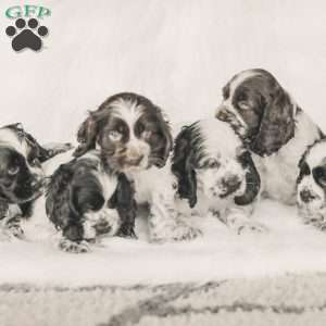 Murphy, Cocker Spaniel Puppy