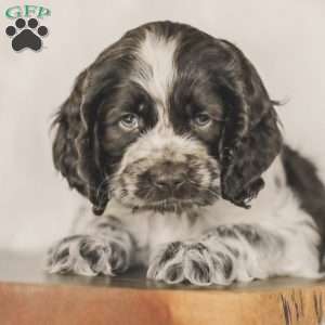 Milo, Cocker Spaniel Puppy