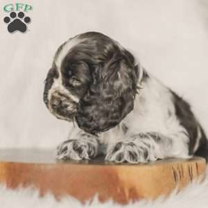 Milo, Cocker Spaniel Puppy