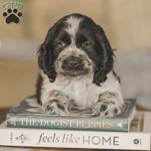 Milo, Cocker Spaniel Puppy