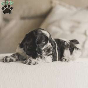 Milo, Cocker Spaniel Puppy