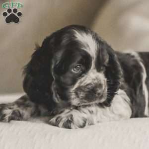 Milo, Cocker Spaniel Puppy