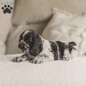 Milo, Cocker Spaniel Puppy