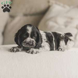 Milo, Cocker Spaniel Puppy