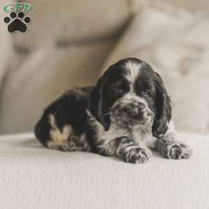 Milo, Cocker Spaniel Puppy