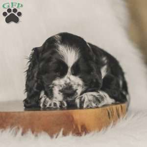 Murphy, Cocker Spaniel Puppy