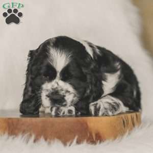 Murphy, Cocker Spaniel Puppy